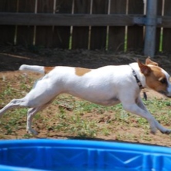 Shelby enjoying a swim at the pup camp