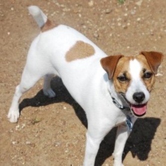 My kid, Shelby in the early days at a pup camp I brought her to