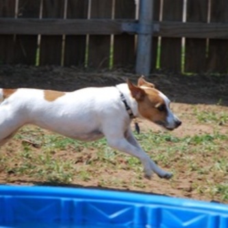 Shelby enjoying a swim at the pup camp