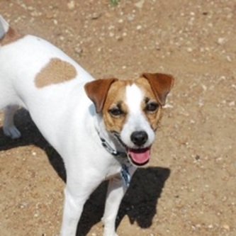 My kid, Shelby in the early days at a pup camp I brought her to